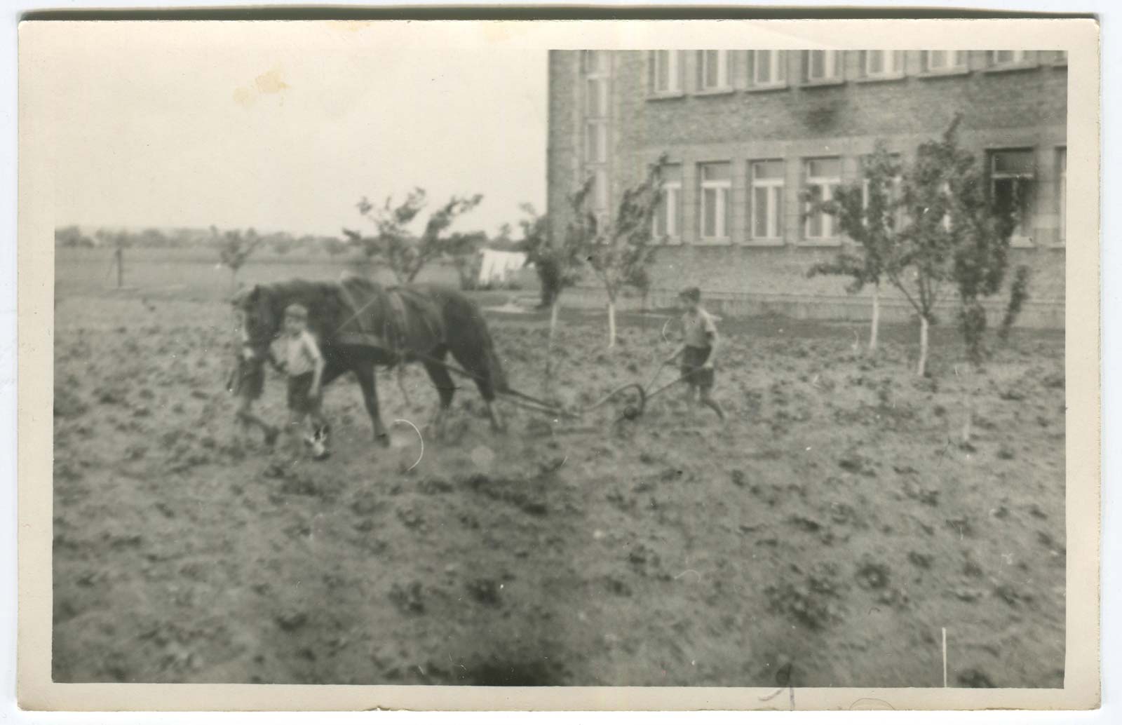 Uprawa ogrodów przy ul. Staszica w Kórniku - data na odwrocie zdjęcia 1 lipca 1960 roku